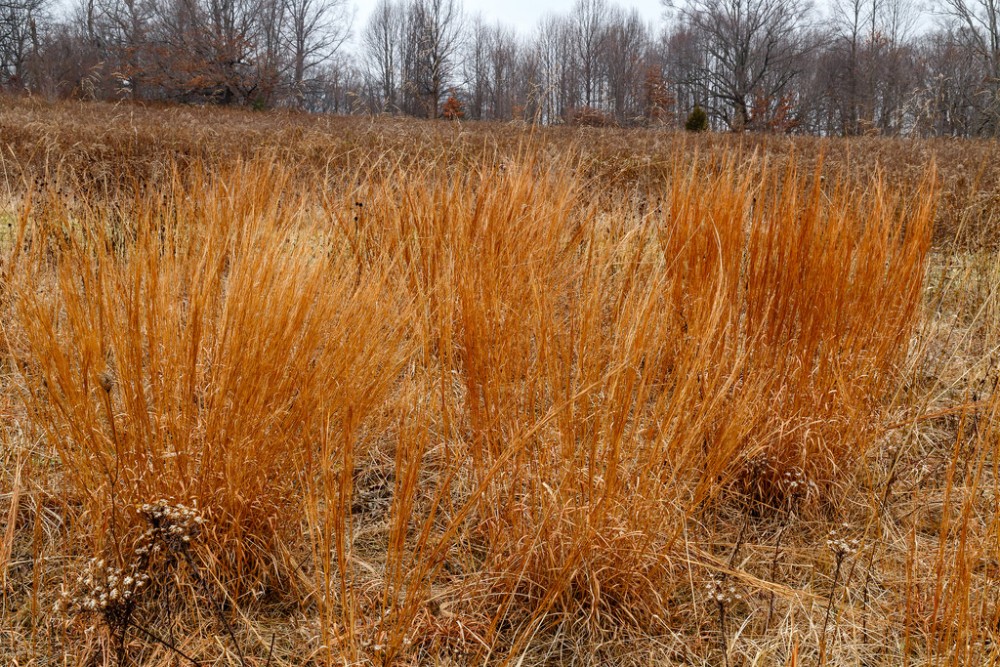 schizachyrium_scoparium_1
